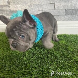 Amazing french bulldog puppies | PostAds PH