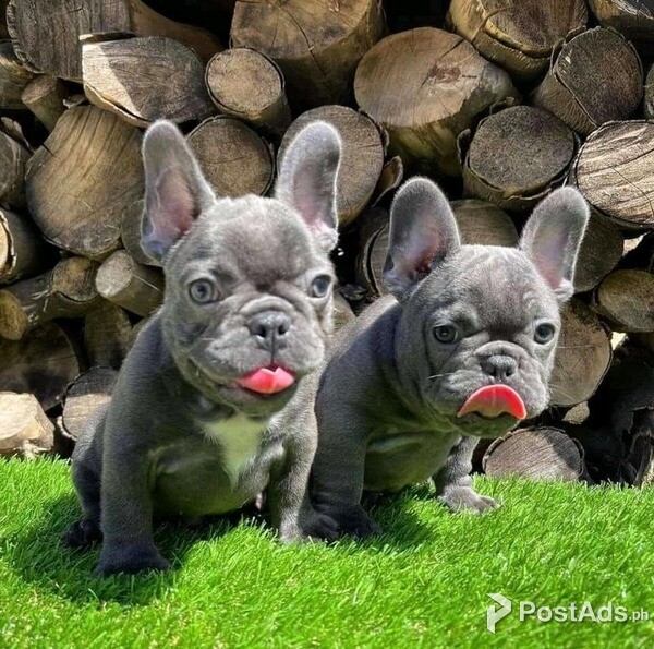 BLUE FRENCH BULLDOGS