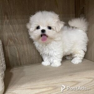 Bichon Maltese Mini Toy | PostAds PH