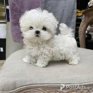 Pure Maltese Female puppies | PostAds PH