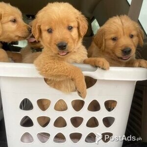 6 Beautiful Golden Retriever Puppies | PostAds PH