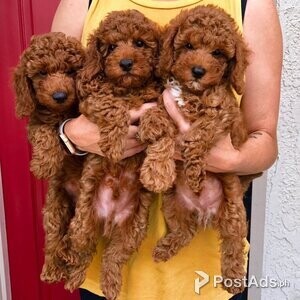 Beautiful Cavapoo puppies for good home | PostAds PH