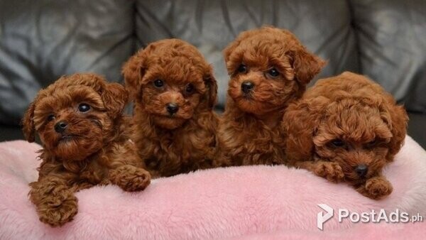 Beautiful Poodle puppies available