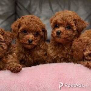 Beautiful Poodle puppies available | PostAds PH
