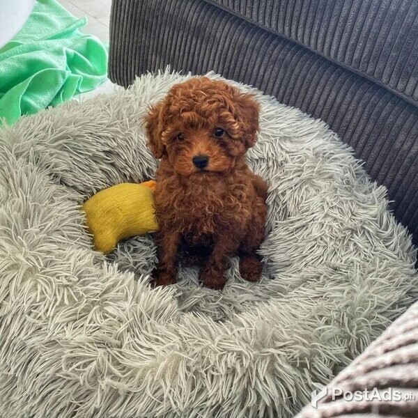 Toy Poodle puppies for adoption