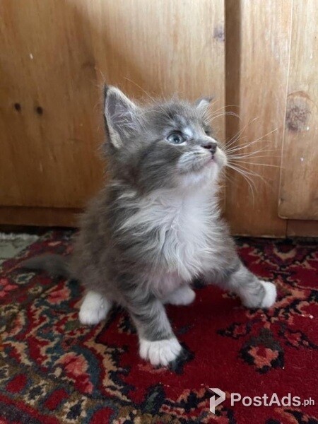 Charming Maine coon Kittens