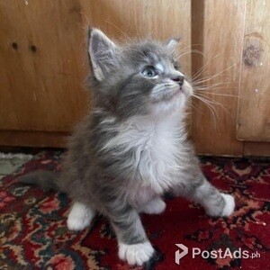 Charming Maine coon Kittens | PostAds PH