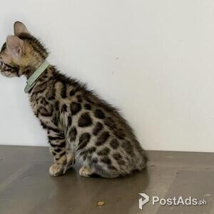 Bengal kittens Available | PostAds PH