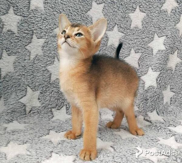 Abyssinian Kittens