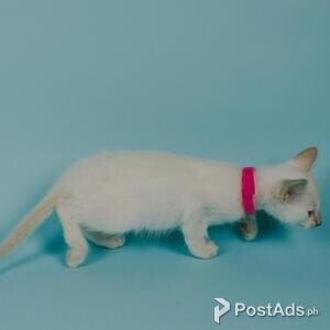 Balinese kittens | PostAds PH