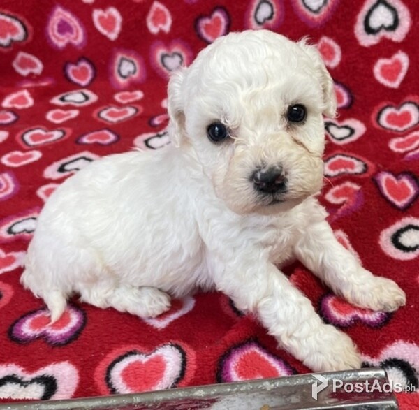 Bichon Frise Puppies