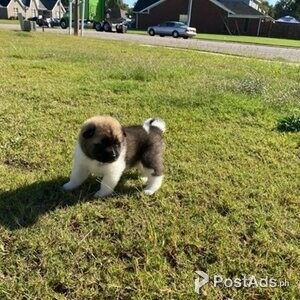 Akita Puppies | PostAds PH