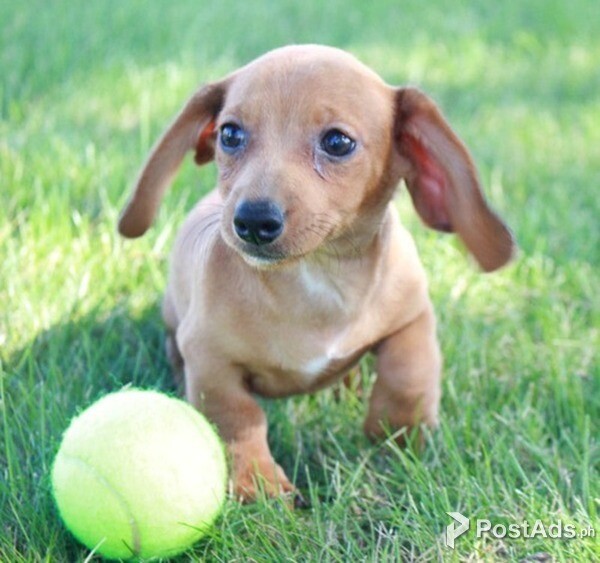 Dachshund Puppies