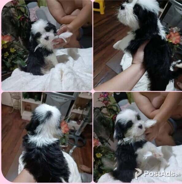 Shih-Tzu x Collie