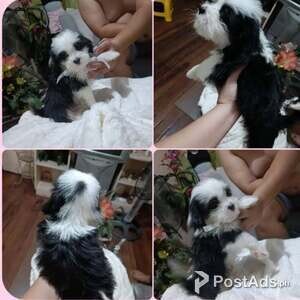 Shih-Tzu x Collie | PostAds PH