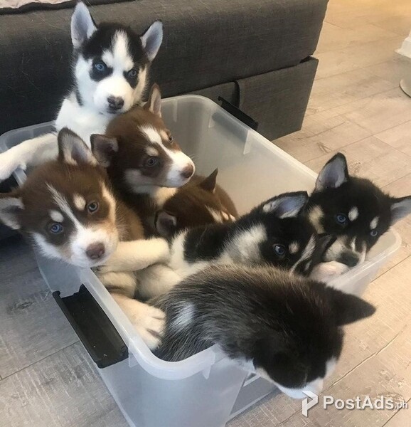 Blues Eyes Husky Pups