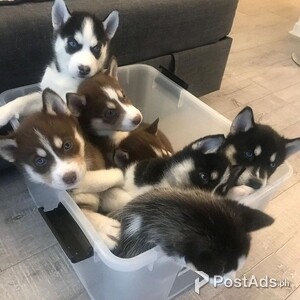 Blues Eyes Husky Pups | PostAds PH