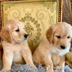 Healthy Golden Retriever Pups | PostAds PH