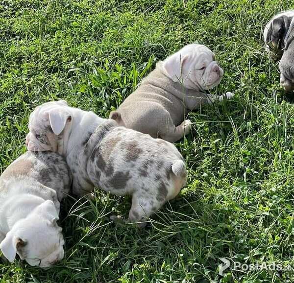 English Bulldog Pups Available 