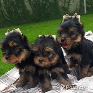 Yorkshire Puppies | PostAds PH