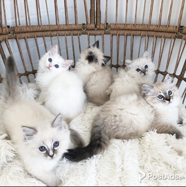 Ragdoll kitty Ready