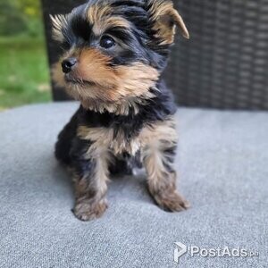 1 boys Black and tan Minature Yorkshire terrier puppies for sale | PostAds PH