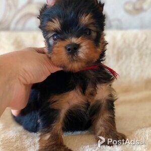 Beautiful Yorkshire Terrier 2 boys and 1 girl | PostAds PH