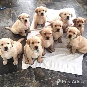 Beautiful Labrador Retriever puppy for sweet home | PostAds PH