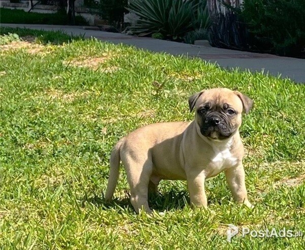  American Bulldog puppy