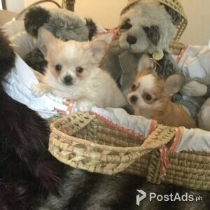 READY NOW Beautiful Long Coated Chihuahua Pup | PostAds PH
