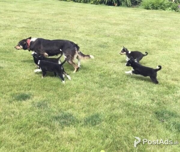 Farm bred border collie pups for sale READY NOW!