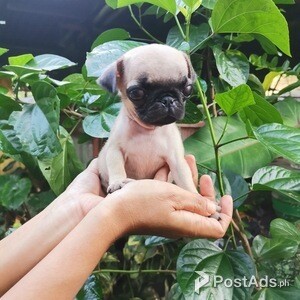 Female pug | PostAds PH