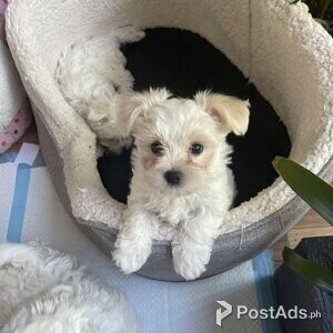 Cream and Apricot Maltipoo Puppies | PostAds PH
