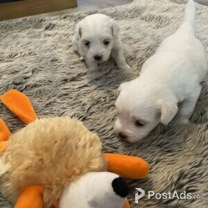KC REGISTERED MALTESE PUPPIES FOR SALE BOY AND GIRL | PostAds PH