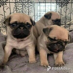 Stunning fawn pug puppies | PostAds PH
