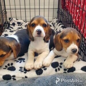 big and strong beagle puppies | PostAds PH