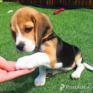 Cute and Best Beagle Puppies For sale | PostAds PH