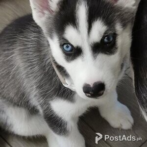 Gorgeous Siberian Husky puppies for sale | PostAds PH