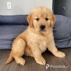 Outstanding litter of dark colou golden retriever | PostAds PH