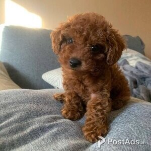 Red Toy Poodle Boy ready now for loving home | PostAds PH