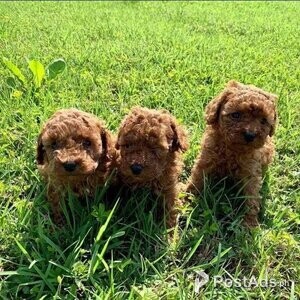 Red toy poodles girls | PostAds PH