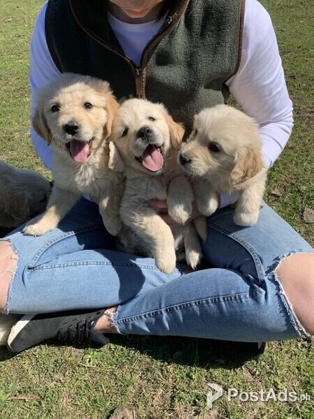 GOLDEN RETRIEVER puppies Viber only at +63 9626734708
