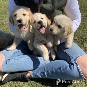 GOLDEN RETRIEVER puppies Viber only at +63 9626734708 | PostAds PH
