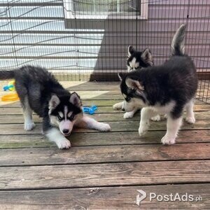 Siberian Husky Puppies Available for sale | PostAds PH