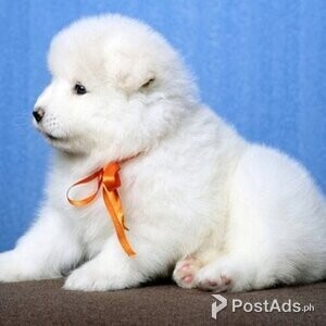 Samoyed puppies | PostAds PH
