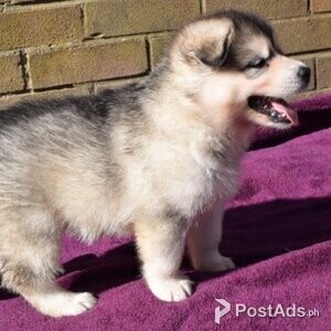 Alaskan malamute puppies very loyal. | PostAds PH
