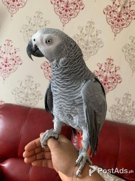 African gray parrot available