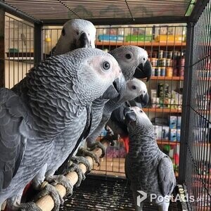 Looking for a lovely home African Greys | PostAds PH
