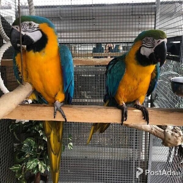 Unrelated pair of blue & gold macaws for sale