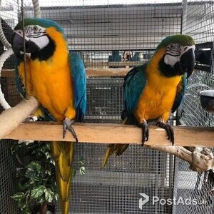 Unrelated pair of blue & gold macaws for sale | PostAds PH